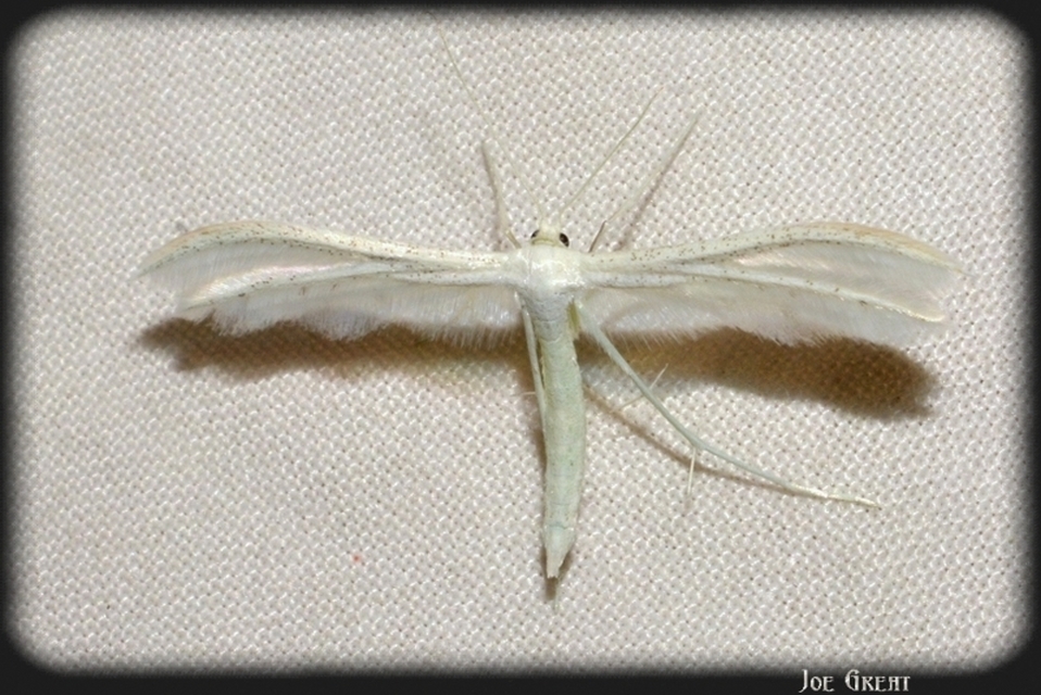 Pterophoridae - tollasmolyfélék
