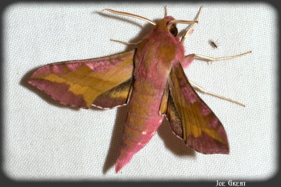 Deilephila porcellus - piros szender