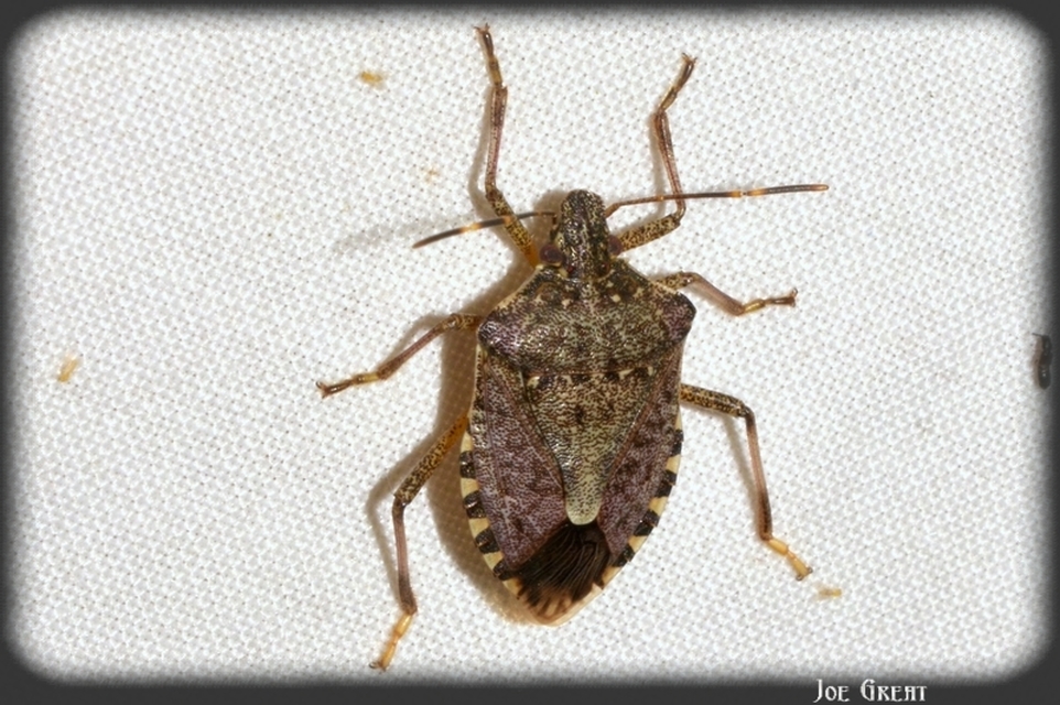 Halyomorpha halys - ázsiai márványospoloska