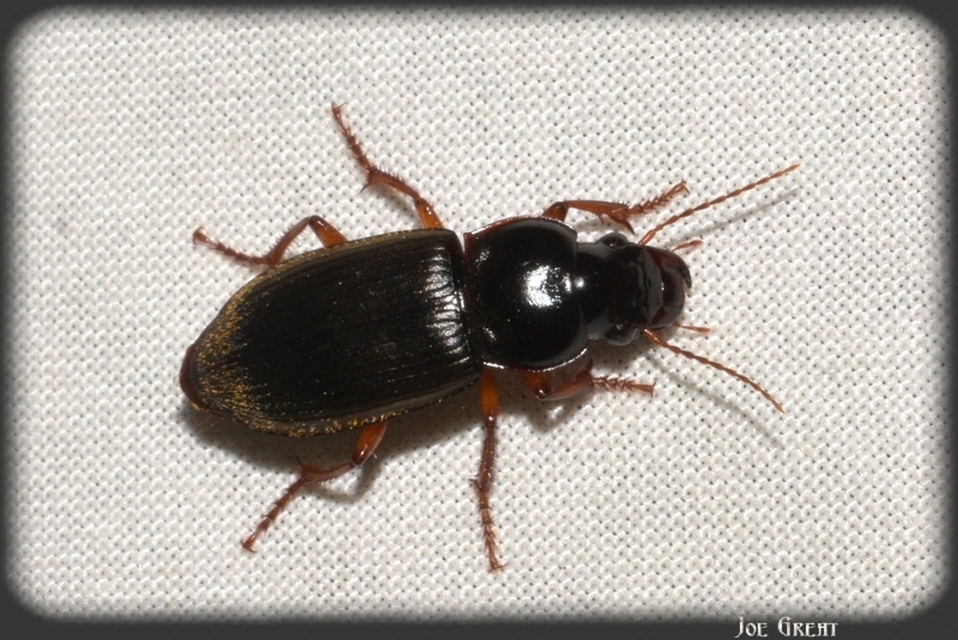 Harpalus rufipes - nagy selymesfutó