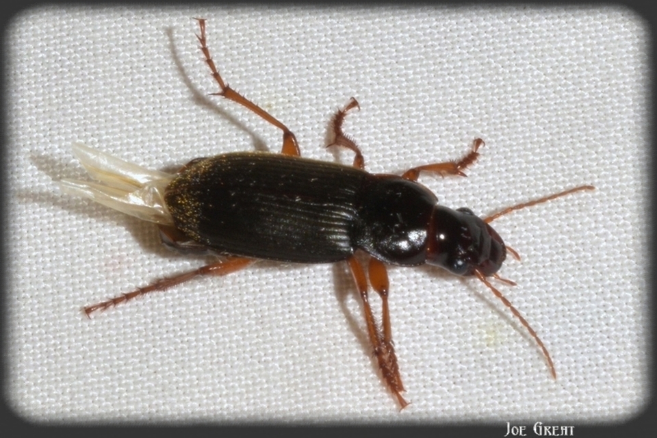Harpalus rufipes - nagy selymesfutó