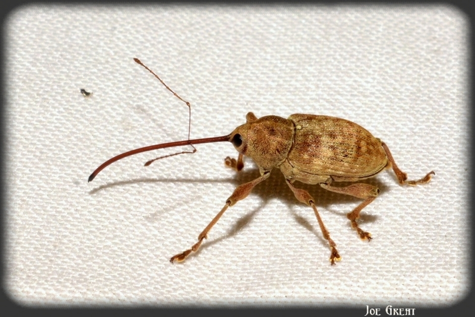 Curculio elephas - gesztenyezsuzsóka