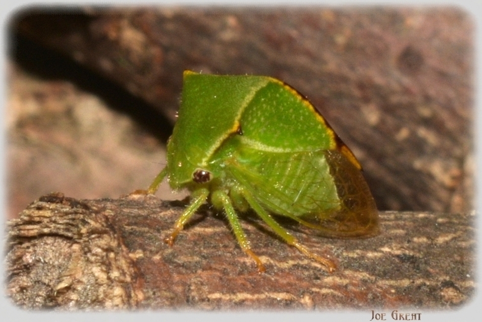 Stictocephala bisonia - bivalykabóca