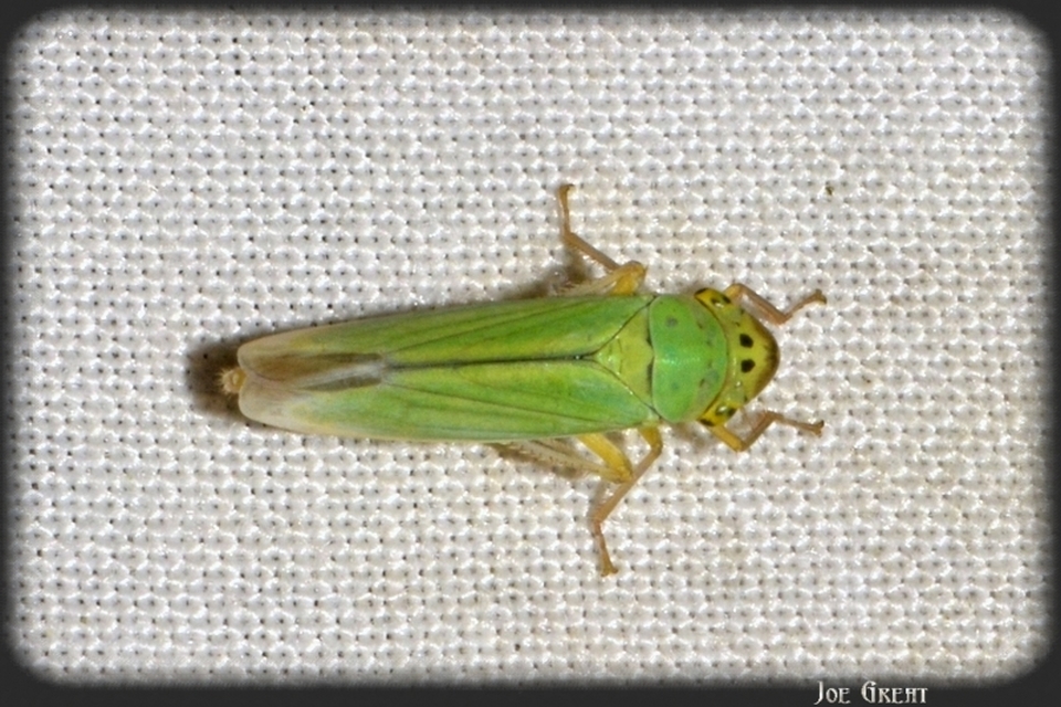 Cicadella viridis - méregzöld kabóca