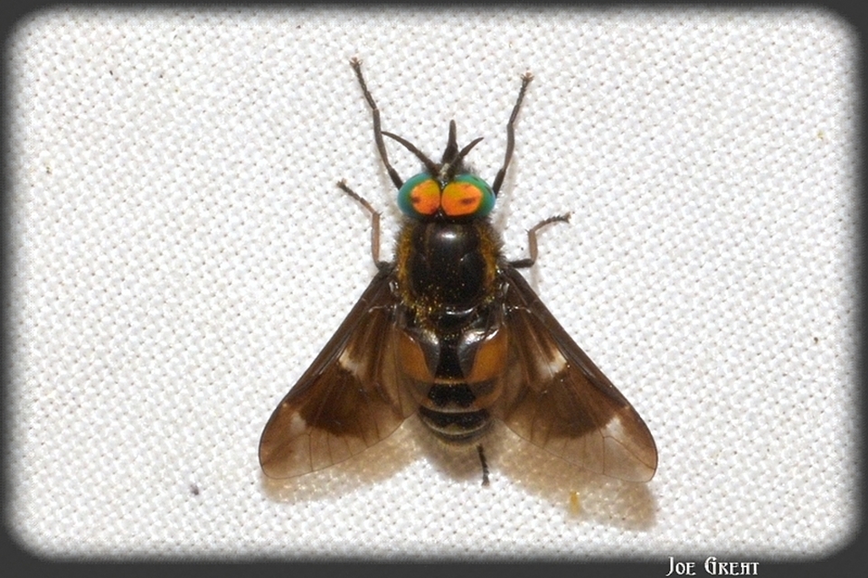 Chrysops