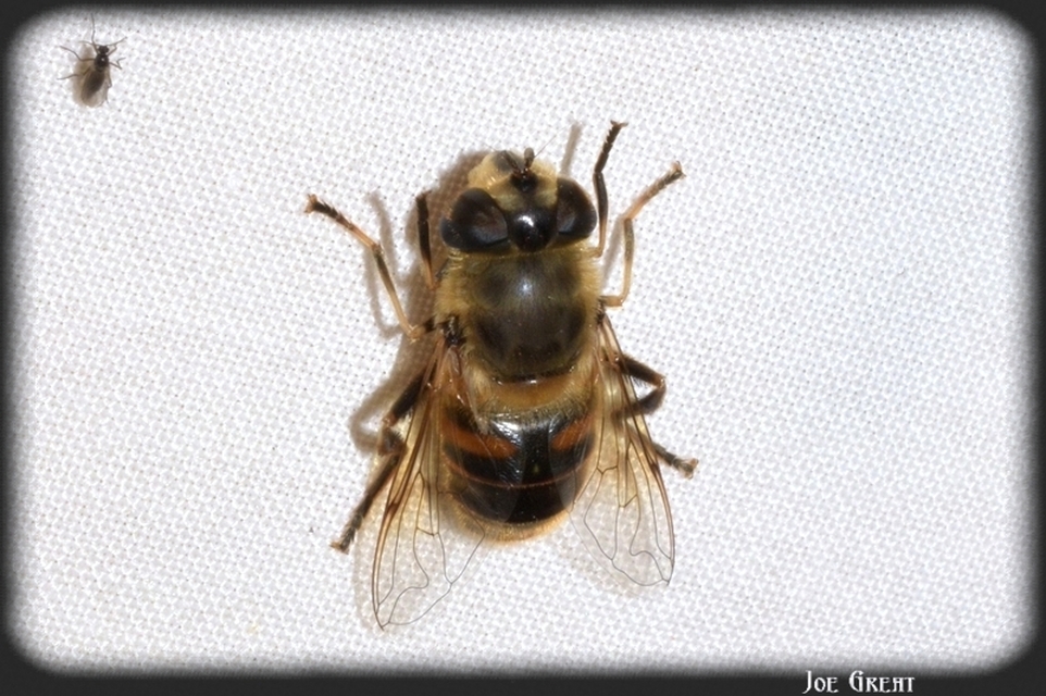 Eristalis tenax - közönséges herelégy