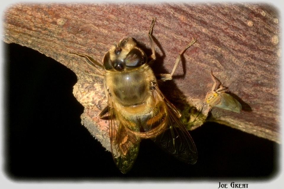 Eristalis tenax - közönséges herelégy