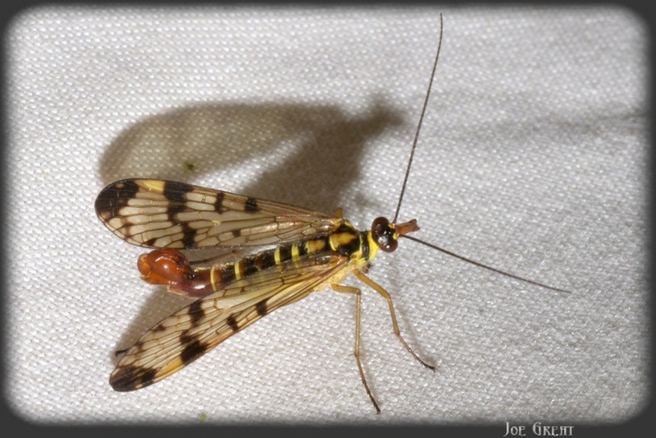 Mecoptera - Csőrösrovarok
