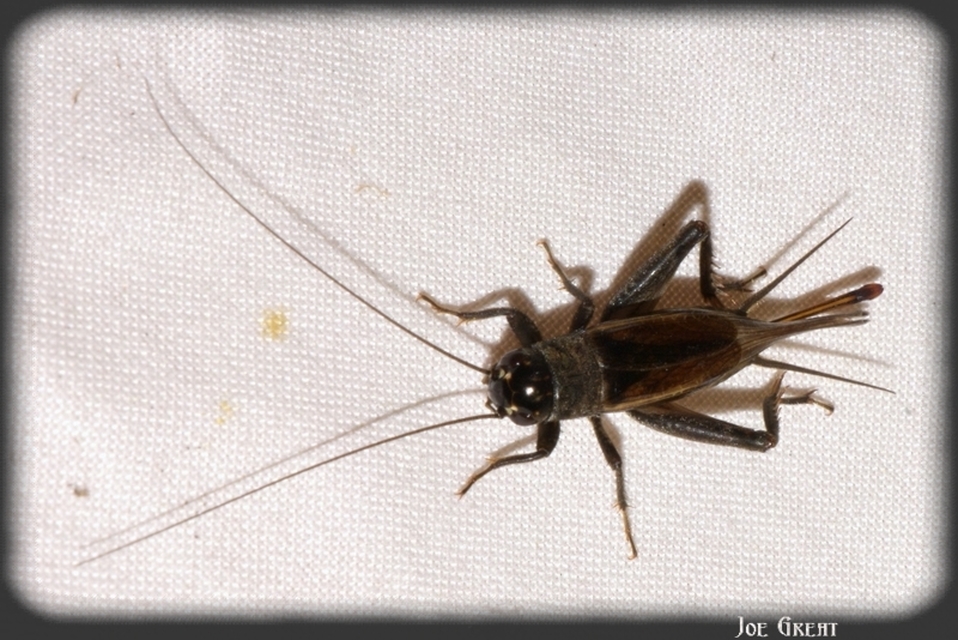 Eumodicogryllus bordigalensis - bordói tücsök