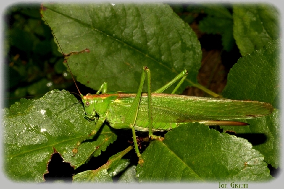 Tettigonia viridissima - zöld lombszöcske