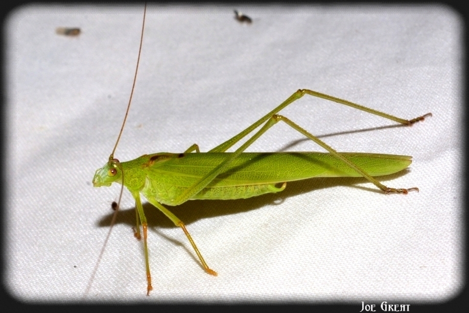 Phaneroptera