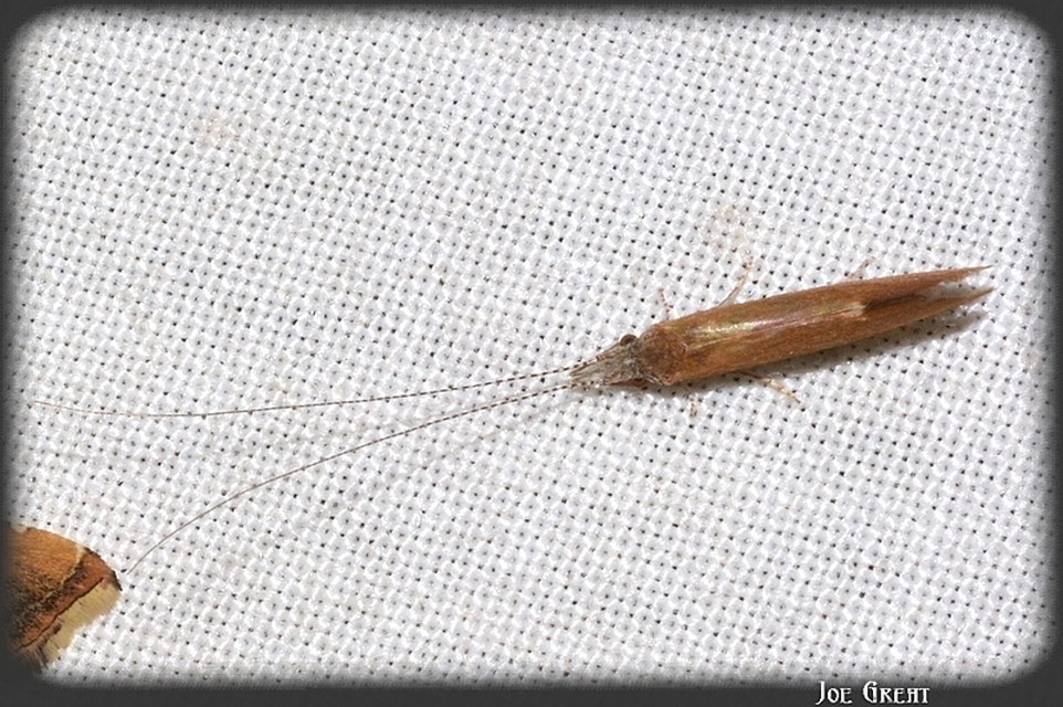 Trichoptera - Tegzesek