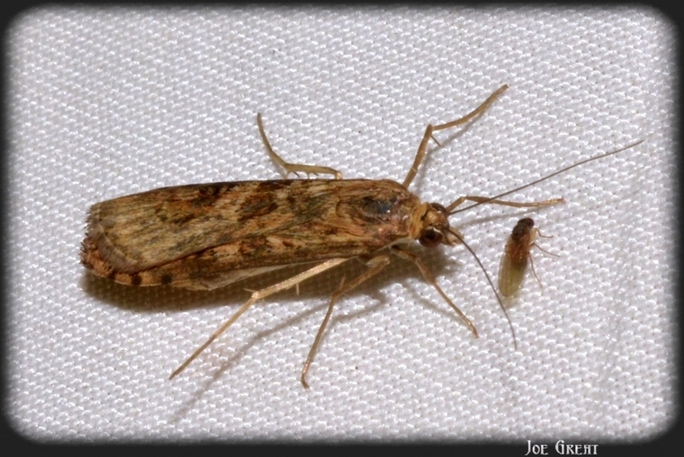 Nomophila noctuella - közönséges vándormoly