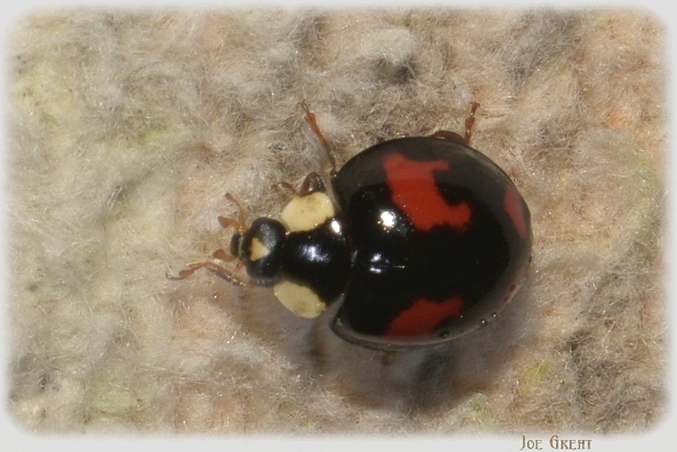 Harmonia axyridis - harlekinkatica