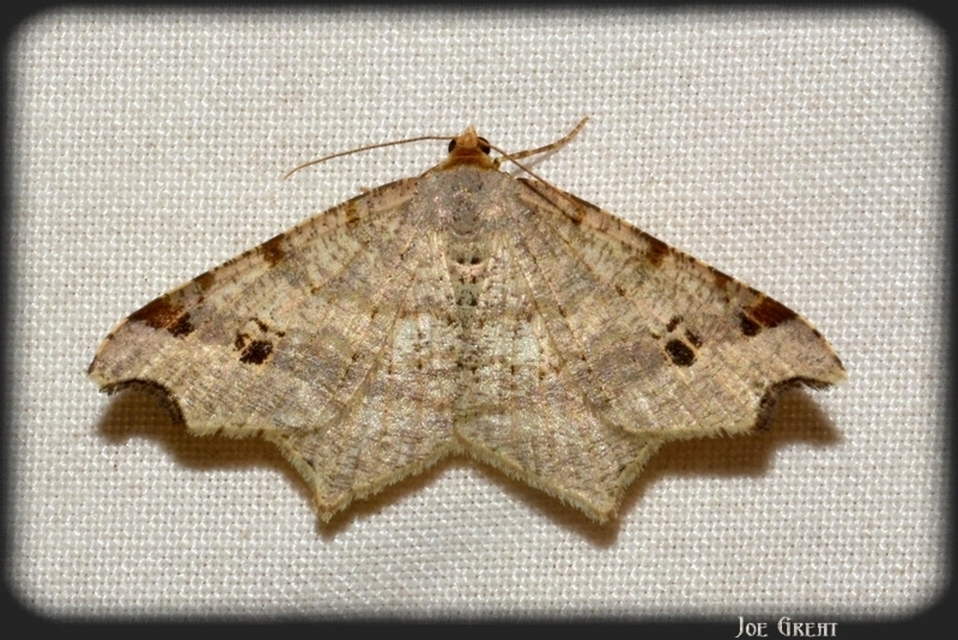 Macaria alternata - közönséges szürkearaszoló