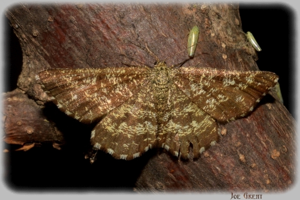 Ematurga atomaria - barna rétiaraszoló