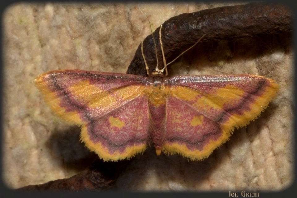 Idaea muricata - mocsári pirosaraszoló