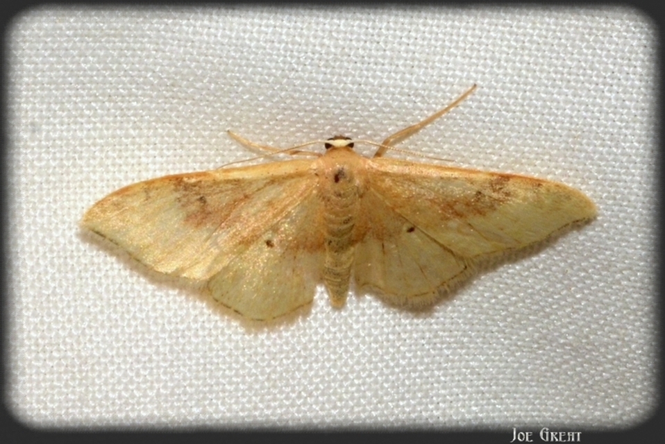Idaea degeneraria - barnasávos araszoló