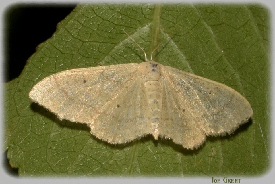 Idaea straminata - szalmasárga sávosaraszoló