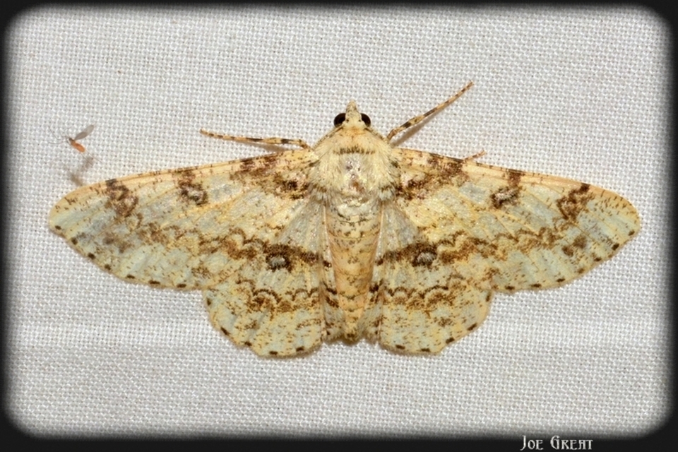 Ascotis selenaria - holdas faaraszoló
