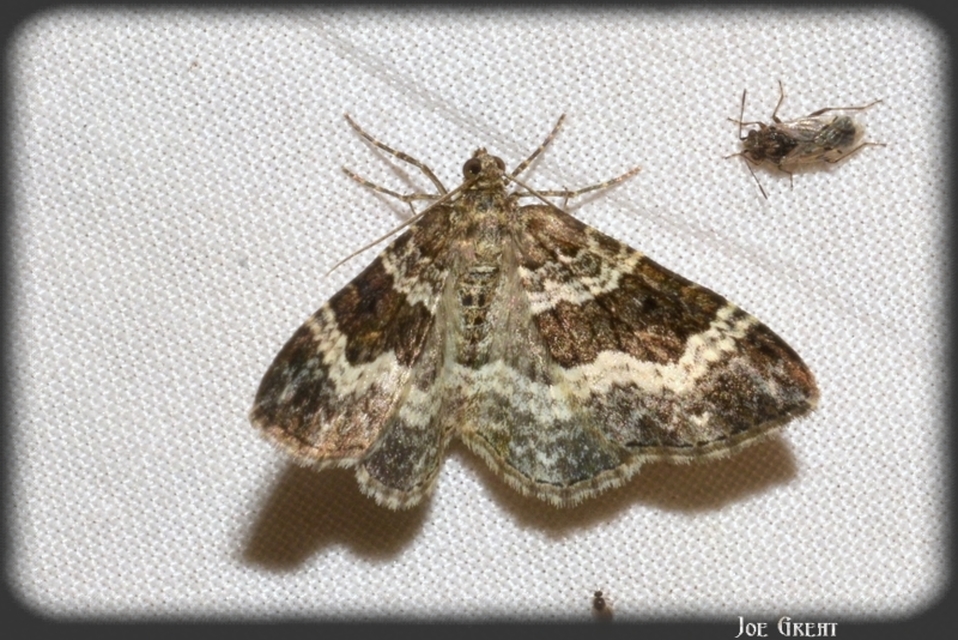 Epirrhoe alternata - galaj-tarkaaraszoló