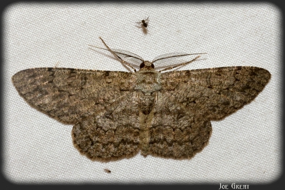Hypomecis punctinalis - pettyes faaraszoló