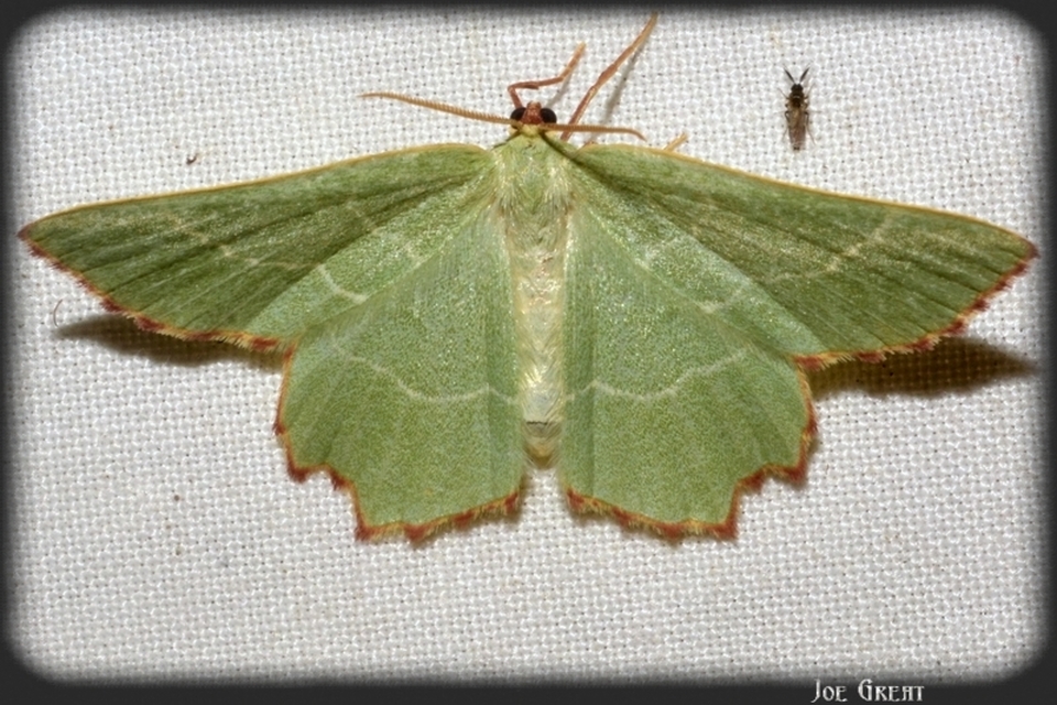 Thalera fimbrialis - csipkésszélű zöldaraszoló