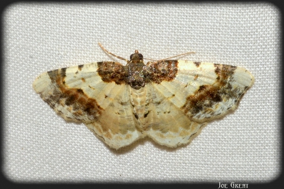 Ligdia adustata - barna levélaraszoló