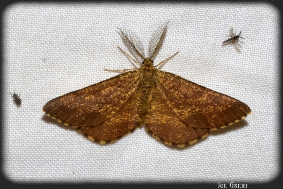 Ematurga atomaria - barna rétiaraszoló