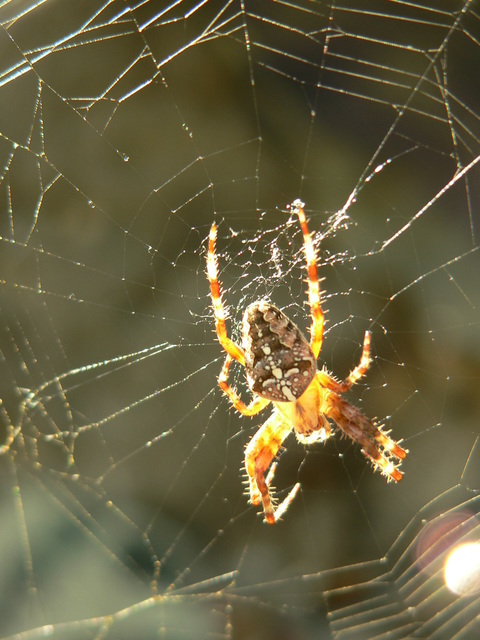 Araneus diadematus - koronás keresztespók