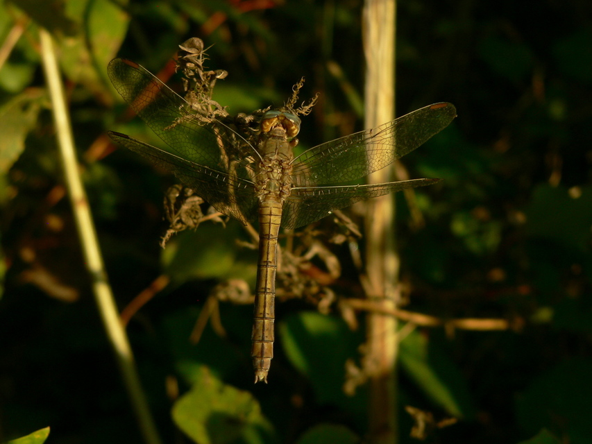 Orthetrum coerulescens - karcsú pásztorszitakötő