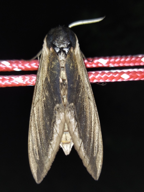 Sphinx ligustri - fagyalszender