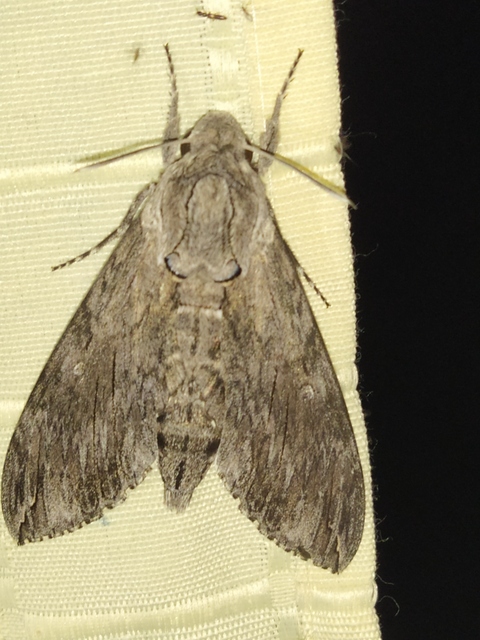 Agrius convolvuli - szulákszender