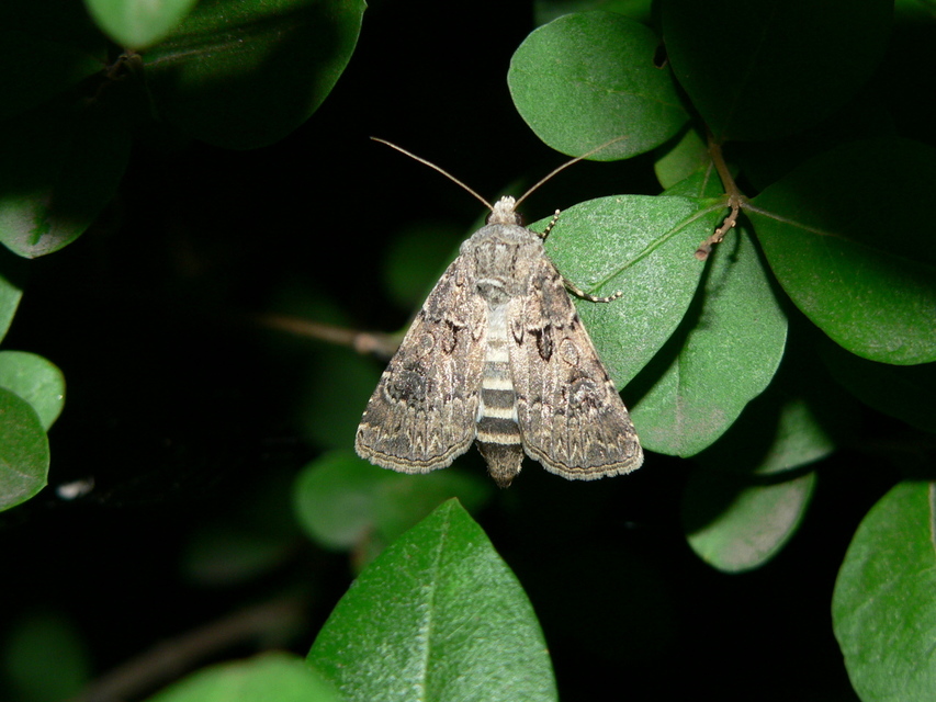 Agrotis bigramma - kétjegyű földibagoly