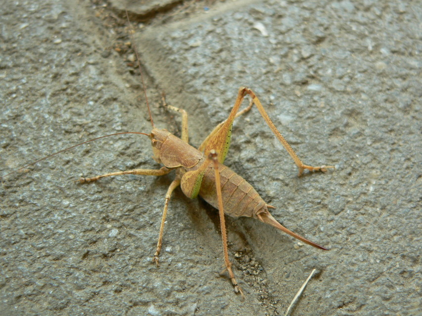 Rhacocleis annulata