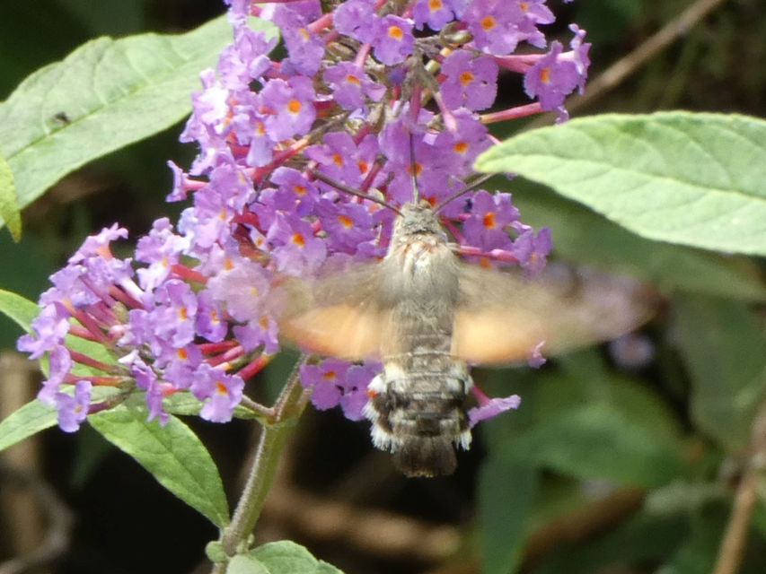 Macroglossum stellatarum - kacsafarkú szender