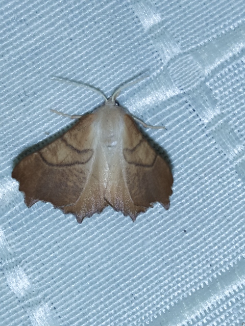 Ennomos fuscantaria - kőris-levélaraszoló