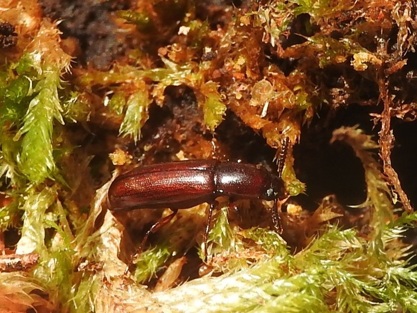 Corticeus unicolor - egyszínű kéregbújó