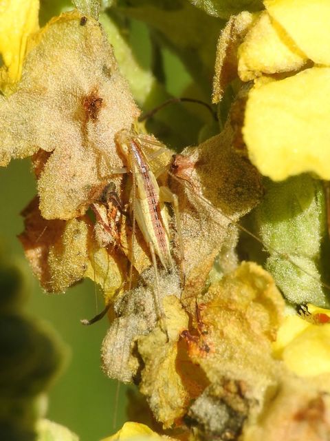 Oecanthus pellucens - pirregőtücsök