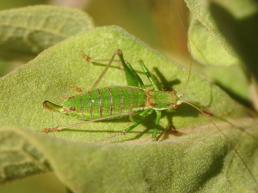 Leptophyes albovittata - közönséges virágszöcske