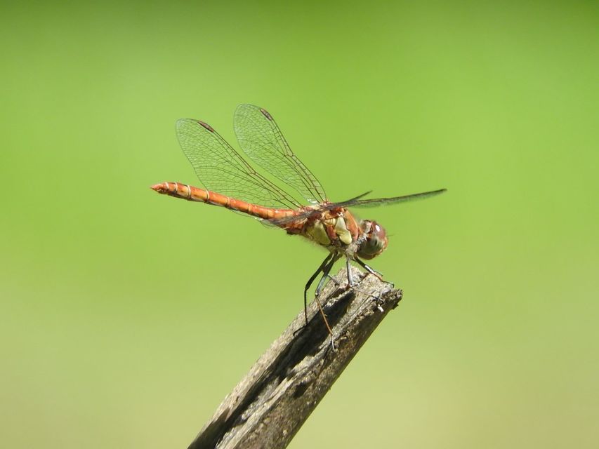 Sympetrum striolatum - harántsávos katona-szitakötő