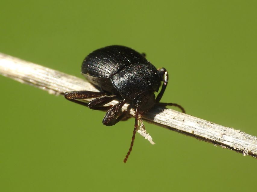 Accanthopus velikensis