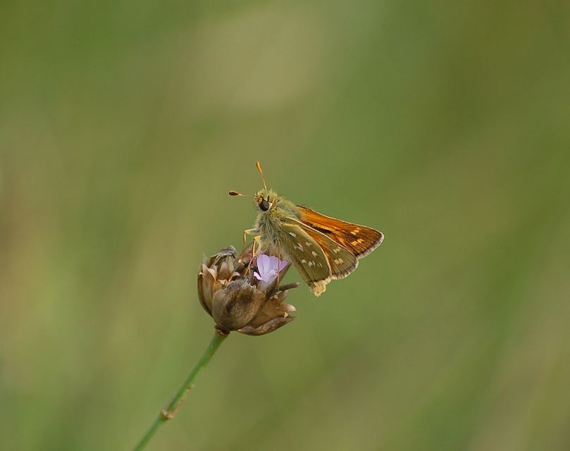 Hesperia comma - vesszős busalepke