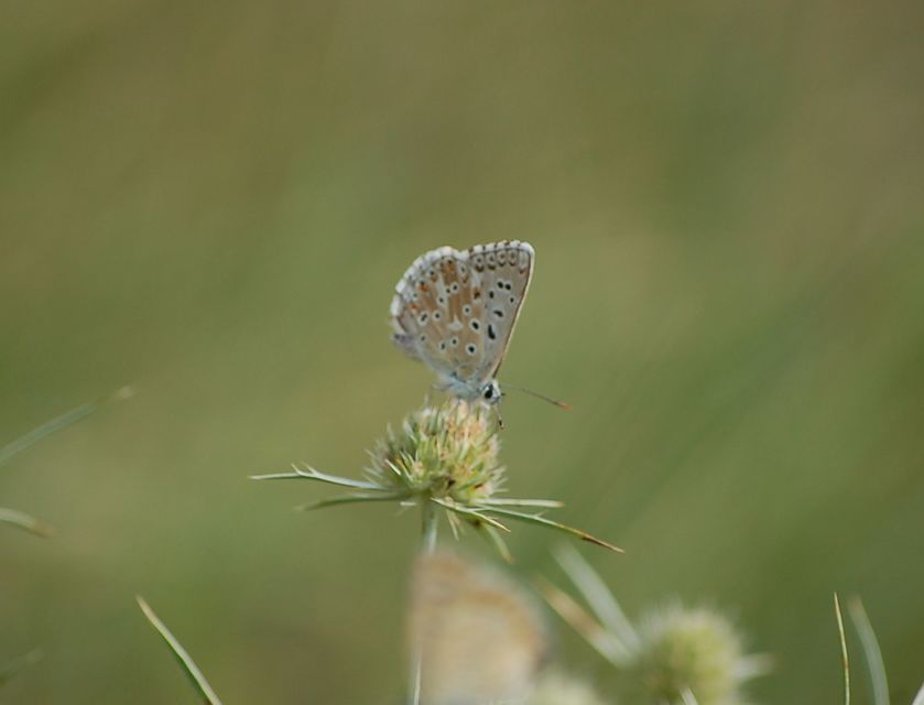 Polyommatus coridon - ezüstkék boglárka
