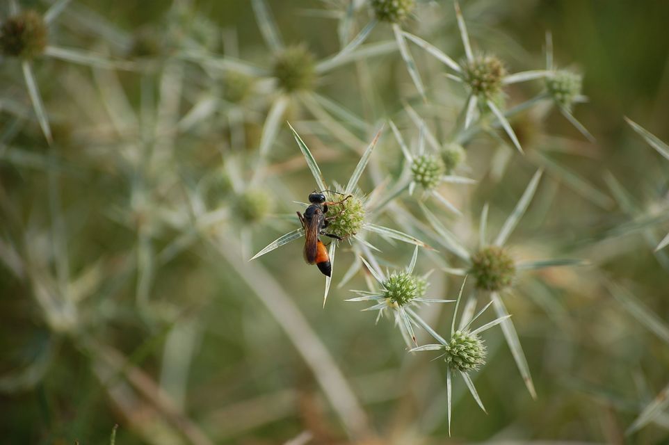 Sphecidae - kaparódarazsak