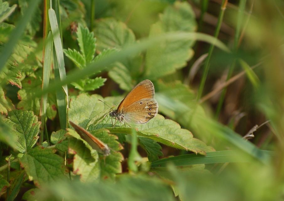Coenonympha glycerion - közönséges szénalepke