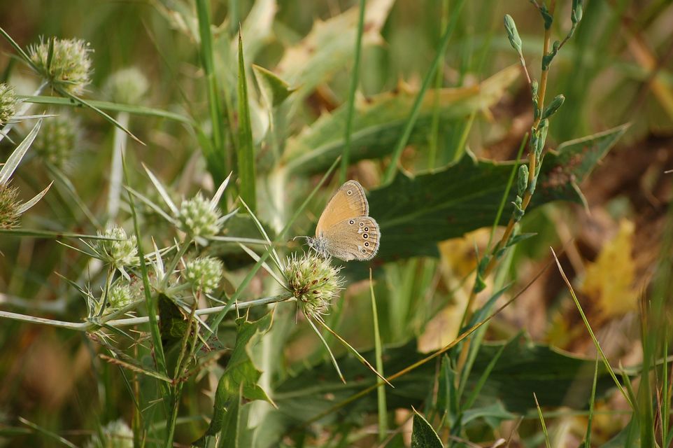 Coenonympha glycerion - közönséges szénalepke