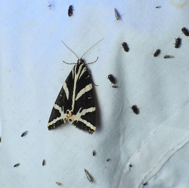 Euplagia quadripunctaria - csíkos medvelepke