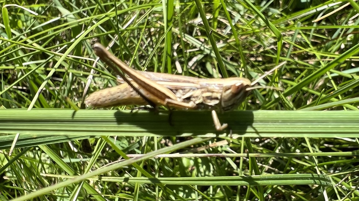 Euchorthippus declivus - rövidszárnyú rétisáska