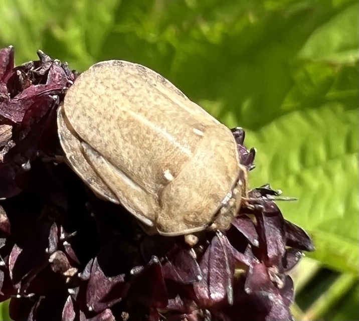 Eurygaster Eurygaster